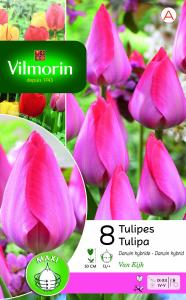 Tulipe Van Eijk (x8)